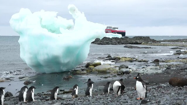 Wildlife. Penguins in Antarctica. Climate Change and Global Warming. Penguins Close up. Mountain Range, Snow, Animals, Birds, Gentoo Chick, Baby.