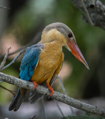 Stork-billed kingfisher childhood on the branch of a tree.