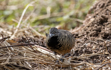 Barred Buttonquail on the ground animal portrait.