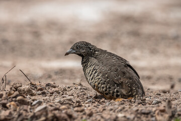 Barred Buttonquail on the ground animal portrait.