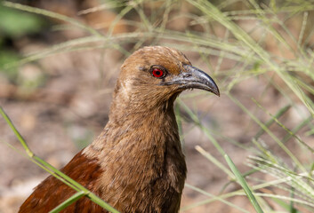 Andaman coucal close up shot animal portrait.