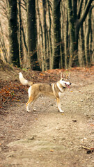 Lupo Cecoslovacco nel bosco