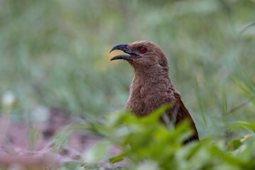 Andaman coucal close up shot animal portrait.