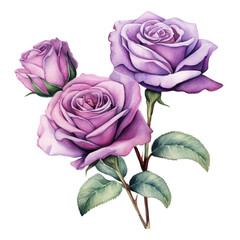 watercolor branch of violet roses  and violet roses, violet roses clipart for graphic resources