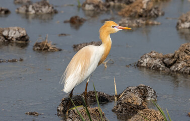 Cattle egret on the ground animal portrait.