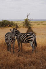 Pair of Grant's zebras on African savanna at Amboseli National Park in Kenya - vertical