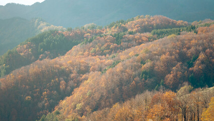 Natura in toscana, Italia 