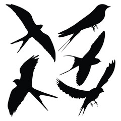 Bird Swallow Silhouettes Vector illustration