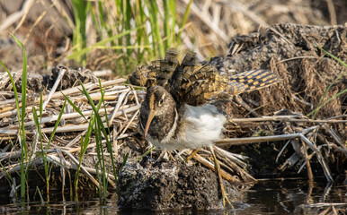 greater painted-snipe on the ground close up shot ( Animal portrait ).