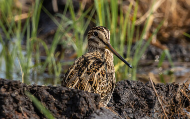 Pintail Snipe on the ground animal portrait.