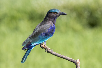  Indochinese roller close up shot animal portrait.