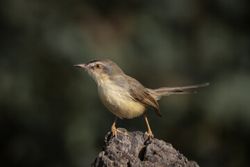 Plain Prinia on the branch animal portrait.