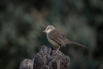 Plain Prinia on the branch animal portrait.