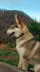 Lupo Cecoslovacco nel bosco