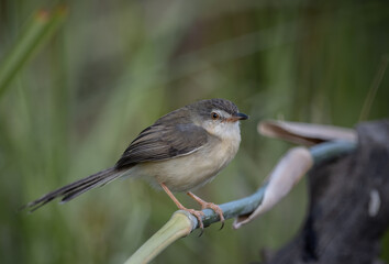 Plain Prinia on the branch animal portrait.