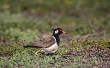 Red-wattled Lapwing on ground animal portrait.