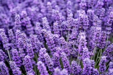 Obraz premium macro image of a lavender flowers arrangement