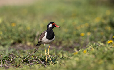 Red-wattled Lapwing on ground animal portrait.