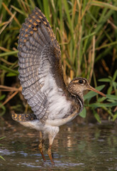 greater painted-snipe on the ground close up shot ( Animal portrait ).