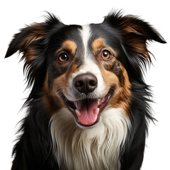 front view close up of Collie dog isolated on a white transparent background 