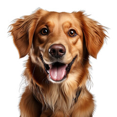 front view close up of  Golden Retriever. dog isolated on a white transparent background 