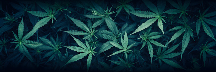 Cannabis leaf plants on dark background wallpaper