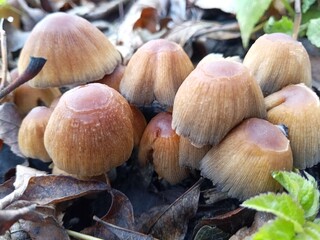 Black ink mushrooms, in the forest!