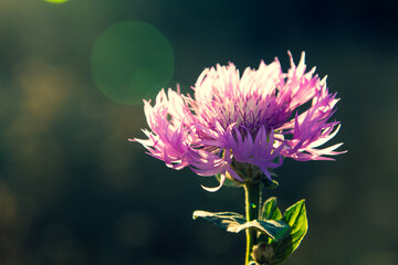 Purple-pink flower knapweed lit by the morning sun, isolated, close-up - obrazy, fototapety, plakaty