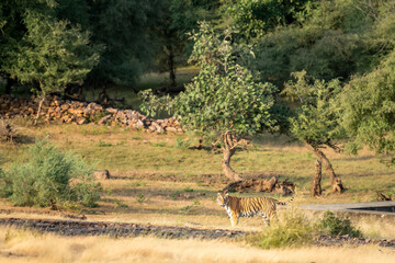 wild female bengal tiger or panthera tigris with tail up in natural green background habitat in early winter season safari at ranthambore national park forest reserve sawai madhopur rajasthan india