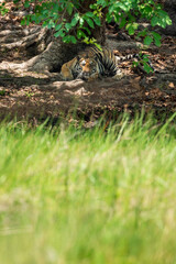 wild male bengal tiger or panthera tigris in aggression mode with eye contact under shade of tree in summer season safari at bandhavgarh national park forest reserve madhya pradesh india asia