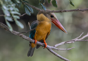 Stork-billed kingfisher childhood on the branch of a tree.