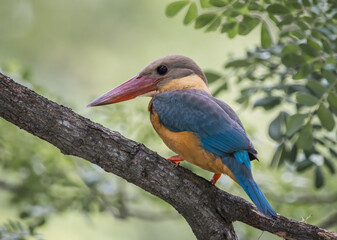 Stork-billed kingfisher childhood on the branch of a tree.