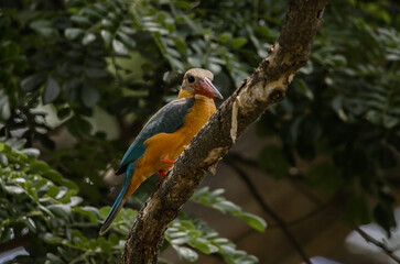 Stork-billed kingfisher childhood on the branch of a tree.