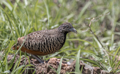 Barred Buttonquail on the ground animal portrait.