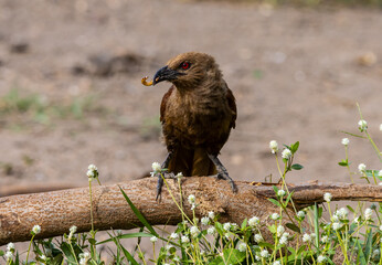 Andaman coucal close up shot animal portrait.