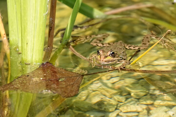 Green frog on the lake

