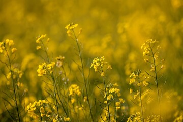 Field of yellow flowers of mustard.this photo was taken from Bangladesh.