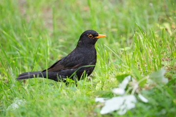 Common blackbird in a clearing in the wild