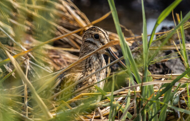 Pintail Snipe on the ground animal portrait.