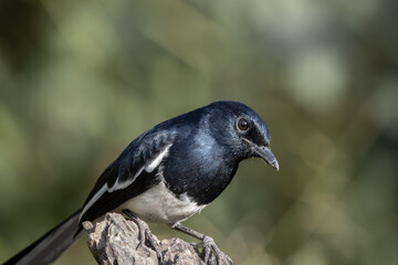 Oriental magpie robin on dly branch close up shot.