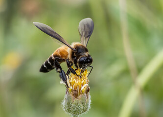 Bee on flower in garden close up shot.
