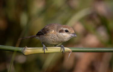 Brown shrike on the bamboo branch animal portrait.
