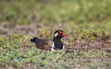 Red-wattled Lapwing on ground animal portrait.