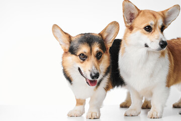 Pembroke Welsh Corgi portrait isolated on white studio background with copy space, family of two purebred dogs