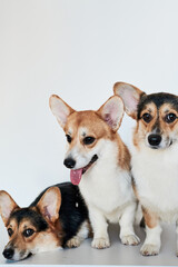 Pembroke Welsh Corgi portrait isolated on white studio background with copy space, family of three purebred dogs