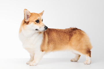 Pembroke Welsh Corgi portrait isolated on white studio background with copy space, purebred dog