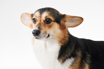 Pembroke Welsh Corgi portrait isolated on white studio background with copy space, purebred dog