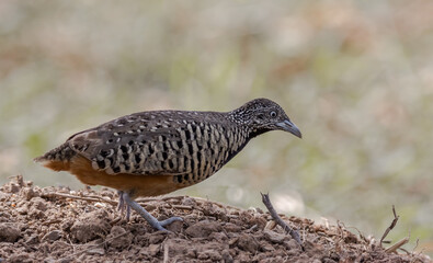 Barred Buttonquail on the ground animal portrait.