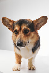 Pembroke Welsh Corgi portrait isolated on white studio background with copy space, purebred dog