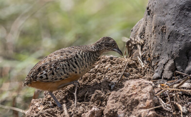 Barred Buttonquail on the ground animal portrait.